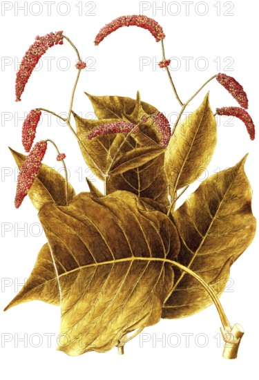 Oriental Knotweed, Prince's Feather or Kiss me over the garden gate, Polygonum orientale,