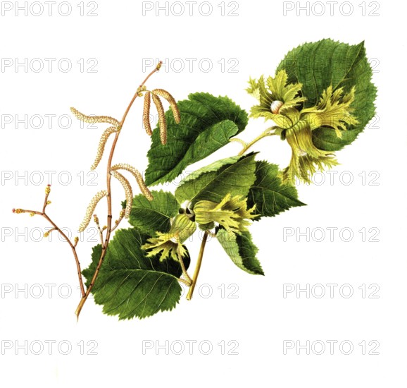 Corylus americana, American hazelnut, Corylus americana Marsh, Betulaceae, Illustration by Angela