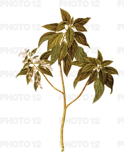 Gesnouinia arborea Gaudich, Urticaceae, Illustration by Angela Rossi Bottione, watercolour,