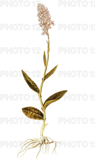 Moorland spotted orchid, Heath Heath Spotted Orchid, Orchis maculata, Orchidaceae, Illustration by