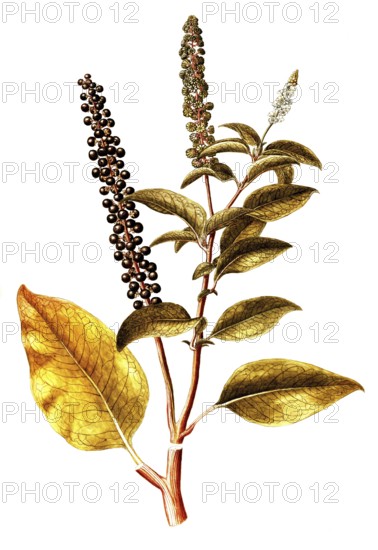 Virginia pokeweed, American Pokeweed, Phytolacca americana, Phytolaccaceae, Illustration by