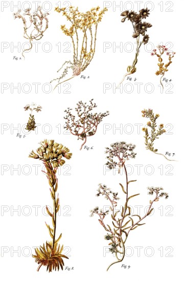 Stonecrop, 1, Dark Stonecrop, 2, Goldmoss Stonecrop, 3, Mountain Houseleek, 4, Thick-leaf