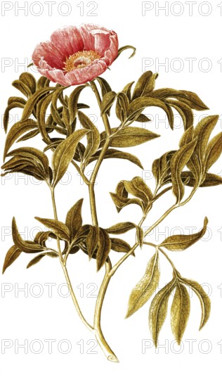 Common Peony, Paeonia officinalis, Ranunculaceae, Illustration by Francesco Peyrolery, watercolour,