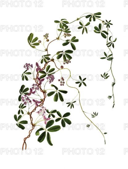 Akebia quinata, Chocolate Vine or Five-leaf Akebia, Achebia quinata Decne, Lardizabalaceae,