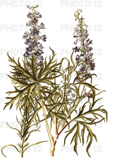Candle larkspur, Delphinium elatum, Ranunculaceae, Illustration by Francesco Peyrolery,