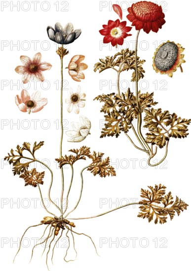 Peacock Anemone, Wind flower, Anemone pavonina, Ranunculaceae, Illustration by Francesco Peyrolery,