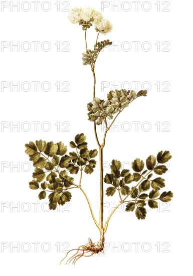 Greater meadow-rue, Columbine Meadow Rue, Thalictrum aquilegifolium, Ranunculaceae, Illustration by