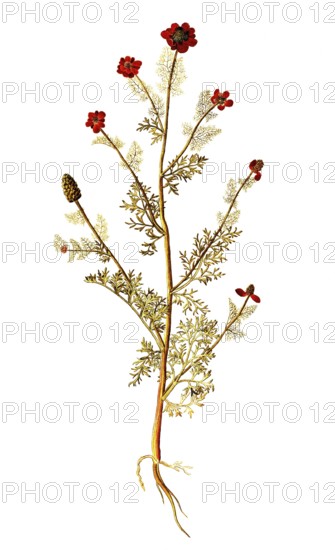 Autumn Adonis, Pheasant's eye, Adonis annua, Ranunculaceae, Illustration by Francesco Peyrolery,