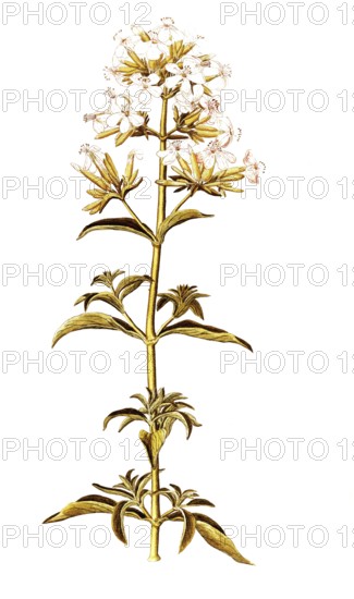 Soap Root, Soapwort or Bouncing Bet, Saponaria officinalis, Caryophyllaceae, Illustration by