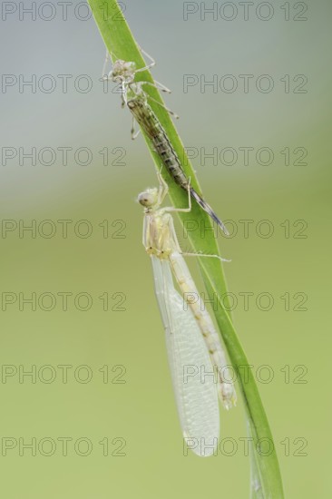 Willow Emerald Damselfly (Chalcolestes viridis) freshly hatched dragonfly and exuvia, North