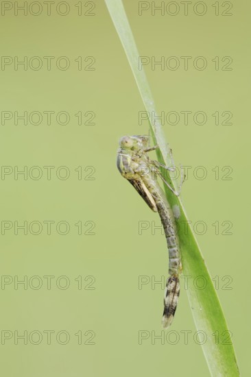 Willow Emerald Damselfly (Chalcolestes viridis) hatching, hatching, larva, dragonfly larva, North