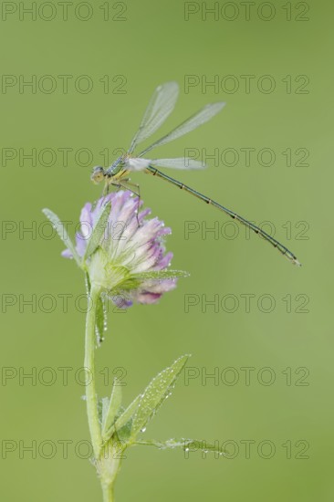 Willow Emerald Damselfly (Chalcolestes viridis), male on flower of meadow clover (Trifolium