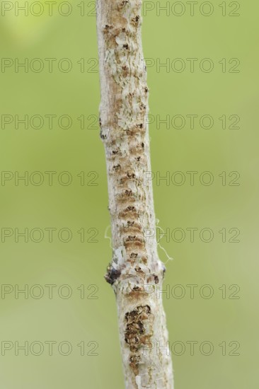 Willow Emerald Damselfly (Chalcolestes viridis), branch with eggs from which the larvae have