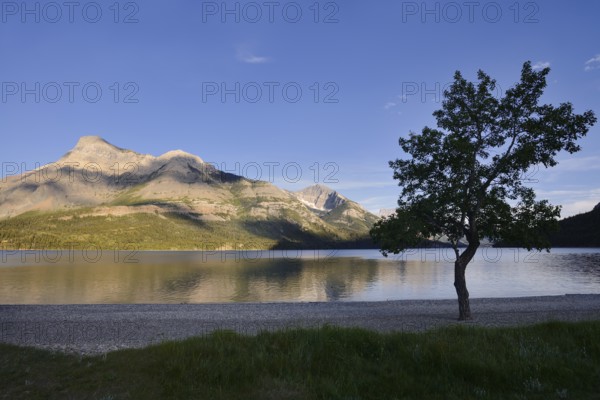 Upper Waterton Lake and mountains in the evening light, Waterton Lakes National Park, Alberta,