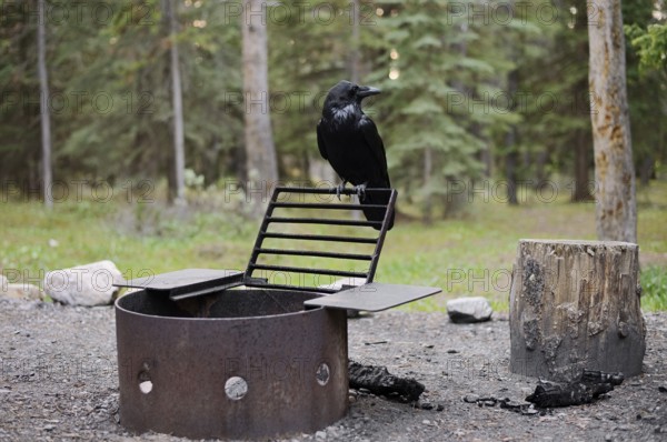 Common raven (Corvus corax) sitting by a fire pit at a campsite, Banff National Park, Alberta,