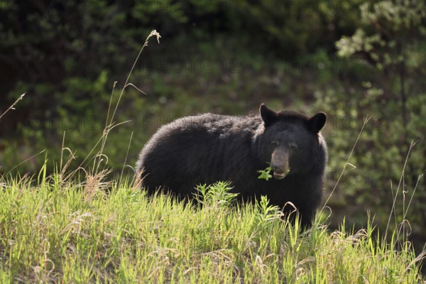 American Black Bear (Ursus americanus) eating plants in spring, Banff National Park, Alberta,