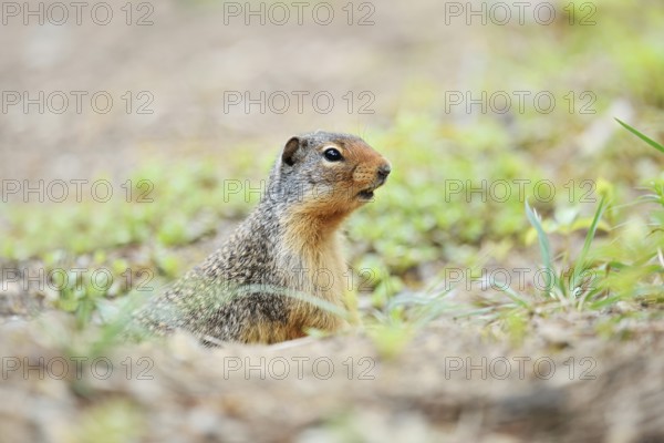 Columbia ground squirrel (Urocitellus columbianus, Spermophilus columbianus) looking out of its