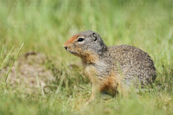 Columbia ground squirrel (Urocitellus columbianus, Spermophilus columbianus), British Columbia,