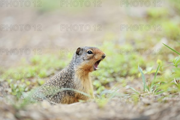 Columbia ground squirrel (Urocitellus columbianus, Spermophilus columbianus) looks out of its