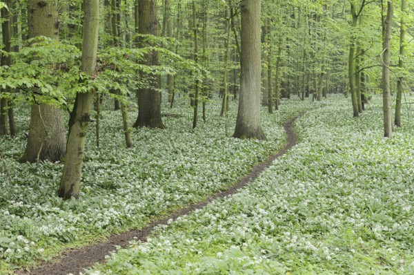 Flowering wild garlic (Allium ursinum) and path in a deciduous forest, spring, North
