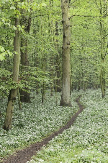 Flowering wild garlic (Allium ursinum) and path in a deciduous forest, spring, North