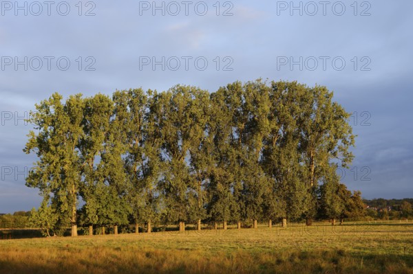 Bastard black poplars or Canada poplars (Populus x canadensis, Populus x euramericana) in autumn,