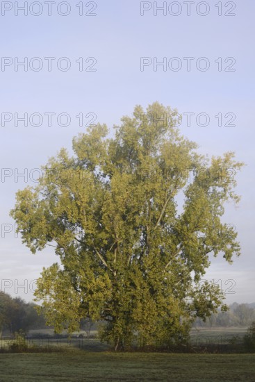 Bastard black poplar or Canada poplar (Populus ×canadensis, Populus ×euramericana) in autumn, North