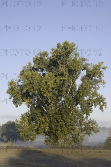 Bastard black poplar or Canada poplar (Populus ×canadensis, Populus ×euramericana) with morning
