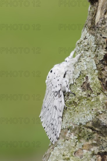 Cerura erminea or ermine moth (Cerura erminea), France