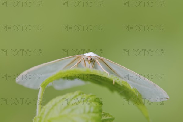 Pearl-bordered moth or silverleaf moth (Campaea margaritaria), male, North Rhine-Westphalia,