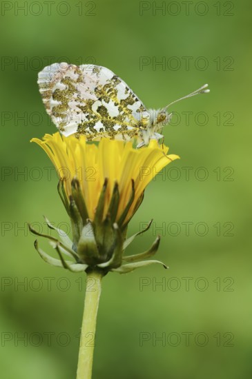 Aurora butterfly (Anthocharis cardamines), male sitting on a dandelion flower (Taraxacum