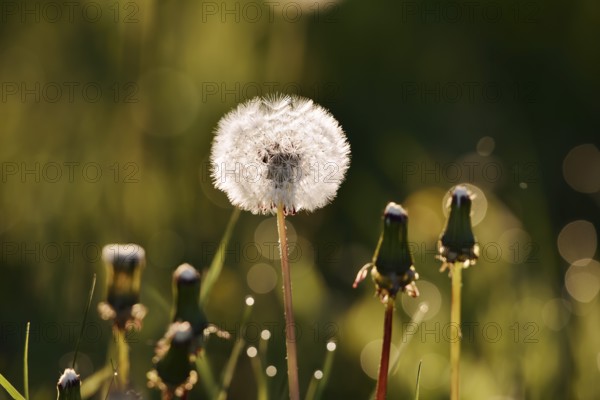 Common dandelion (Taraxacum sect. Ruderalia, Taraxacum officinale), fruit stand backlit, North