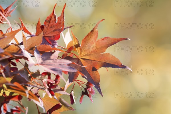 Fan maple (Acer palmatum), leaves in autumn, North Rhine-Westphalia, Germany