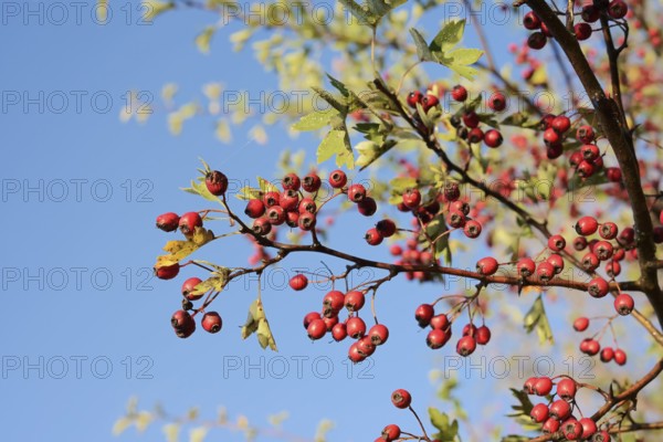 Common hawthorn or hawthorn (Crataegus monogyna), branch with fruit, North Rhine-Westphalia,