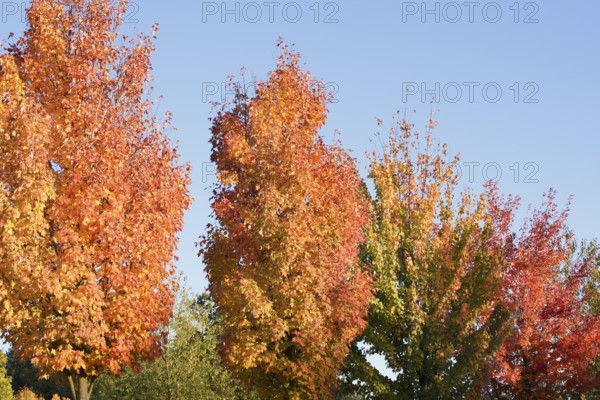 American sweetgum or starfish tree (Liquidambar styraciflua), trees in autumn, North