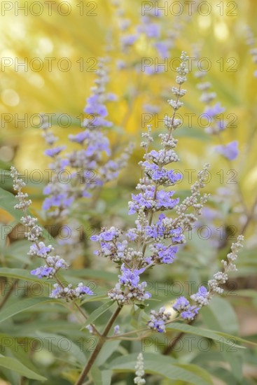 Monk's pepper or chaste tree (Vitex agnus-castus, Agnus-castus vulgaris, Vitex verticillata),