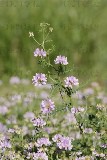 Colourful crown vetch (Securigera varia, Coronilla varia), flowering, North Rhine-Westphalia,