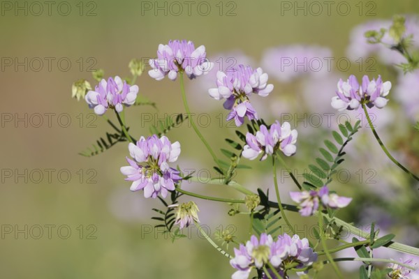 Colourful crown vetch (Securigera varia, Coronilla varia), flowering, North Rhine-Westphalia,