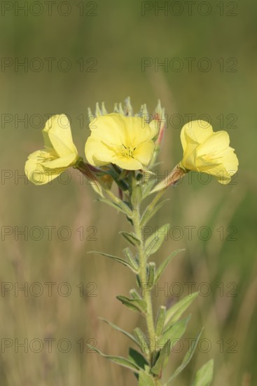 Common evening primrose or common evening primrose (Oenothera biennis), flowers, North