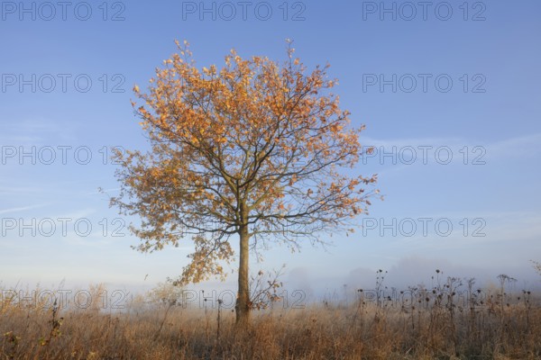 Pedunculate oak or summer oak (Quercus robur, Quercus pedunculata) in autumn, North