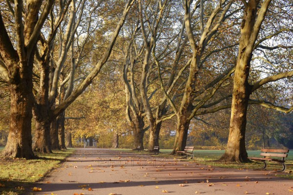 Path and common plane tree or Platanus × acerifolia (Platanus x hispanica, Platanus × acerifolia,