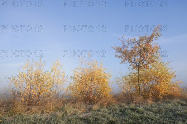 Silver birch or white birch (Betula pendula) and pedunculate oak (Quercus robur, Quercus