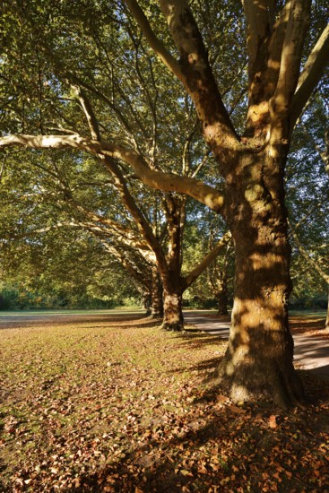 Common plane tree or Platanus × acerifolia (Platanus x hispanica, Platanus × acerifolia, Platanus ×