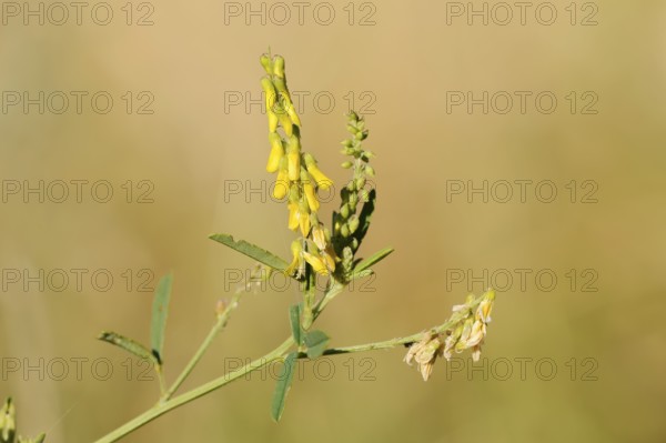 Sweet yellow clover or sweet melilot (Melilotus officinalis), inflorescence, North