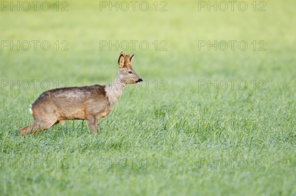 European roe deer (Capreolus capreolus), roebuck with velvet antlers standing in a meadow and