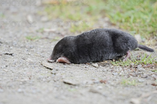 European mole (Talpa europaea) at the roadside, North Rhine-Westphalia, Germany