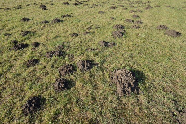 European mole (Talpa europaea), molehill in a meadow, North Rhine-Westphalia, Germany