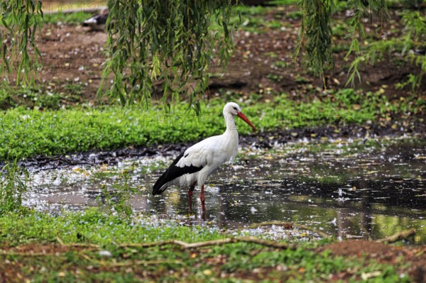 White stork (Ciconia ciconia) standing in a pond, foraging, Ströhen Zoo, Wagenfeld, Diepholz, Lower