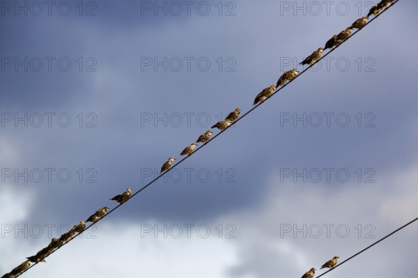 A flock of starlings (Sturnus vulgaris) sitting on a high-voltage power line, diagonally, Diepholz,