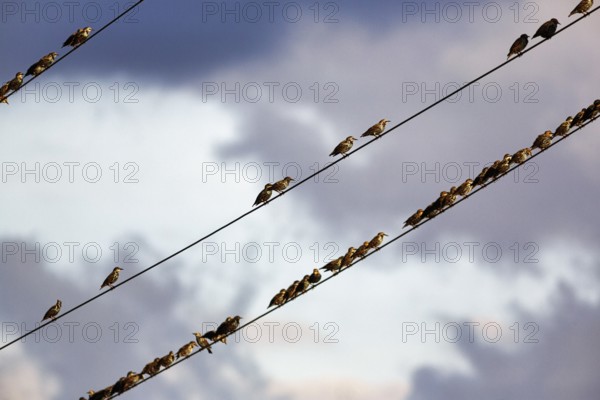 A flock of starlings (Sturnus vulgaris) sitting on a high-voltage power line, diagonal, evening